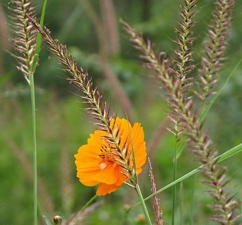 grass and orange garden flower