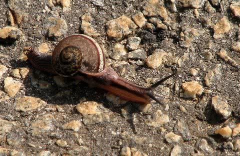 common snail