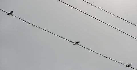 wire-tailed swallows strung out