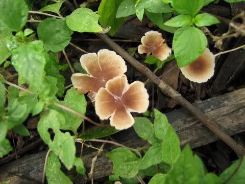 clover-like mushrooms 261008