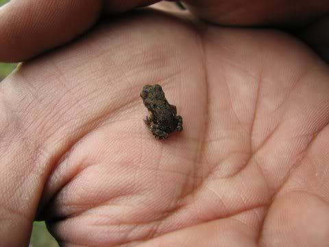 tiny frog 021108