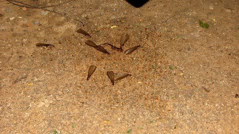 termites aleates on he ground indira nagar 291008