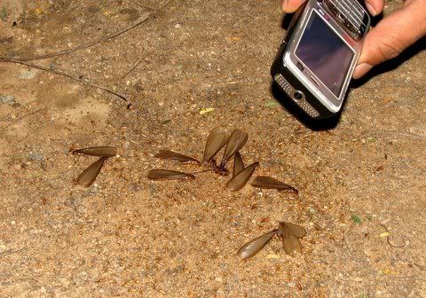 291008 nabeel documenting termite swarm