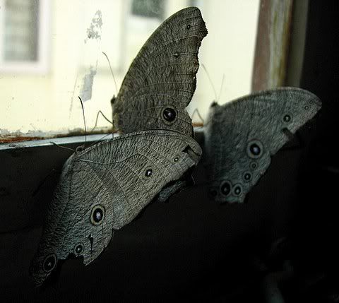 butterflies casa ansal 301008