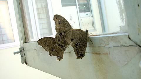 301008 butterflies window open casa ansal