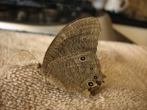 011108 evening brown butterfly