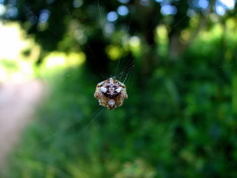 bunched up spider