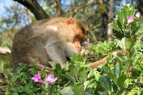 sleeping macaque