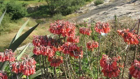 red bell-like flowers covering rocks