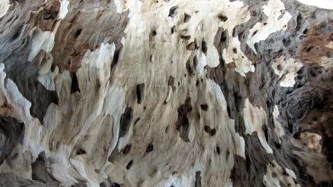 eucalyptus bark 091108