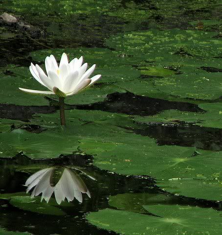 white lily namada chilume ddurga  080608