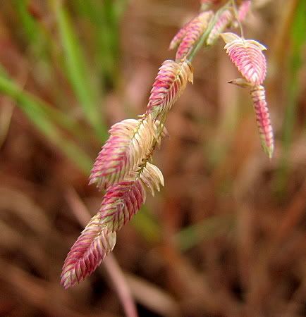 un id pink ricegrainish grass flower
