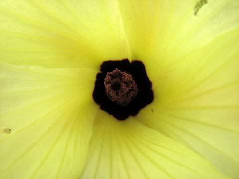 yellow wildflower closeup ragihalli 161108