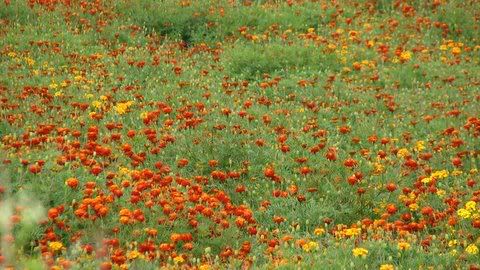 marigold fields ragihalli pond 171108