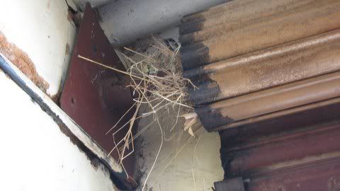 sparrow's nest ragihalli village
