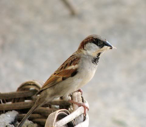 male sparrow with nesting material 171108 ragihalli village photo IMG_3039.jpg
