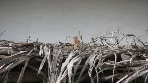 171108 sparrow taking material from thatch ragihalli village