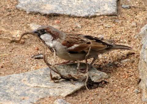 sparrow with hay piece 171108