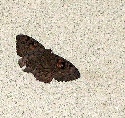 moth at casa ansal