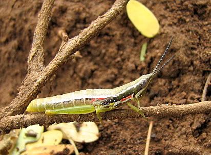 grasshopper 221108