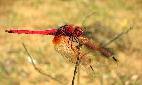 red dragonfly