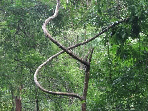 double helix in the forest