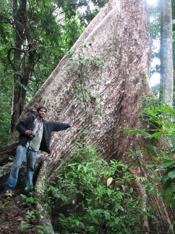 size of the chini tree