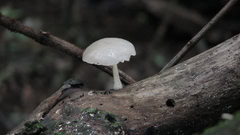 umbrella mushroom?