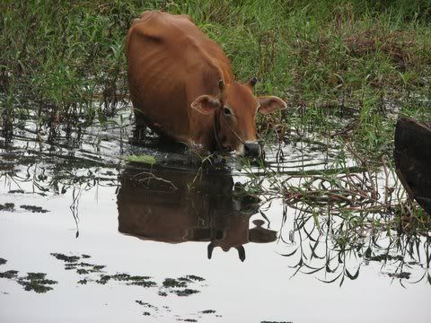 cow in the water meadows