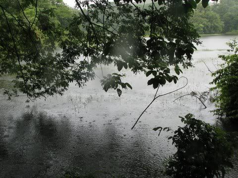rain on the pond