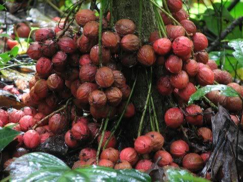 Baccaurea courtallensis edible fruit thattekad 170608