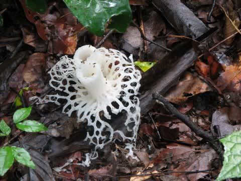 Stinkhorn fungus