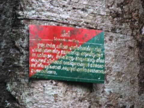 chini tree Tetrameles nudiflora thattekad 170608 sign