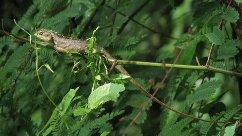 calotes versicolor (garden lizard) thattekad 170608