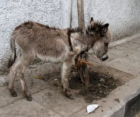 washerman's donkey