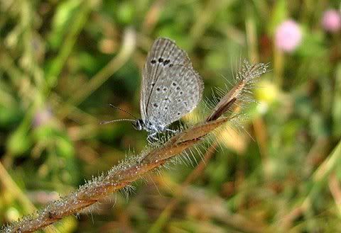 tiny butterfly 041208 VS S3