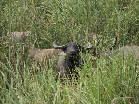 wild buffalo kathpora area 121208