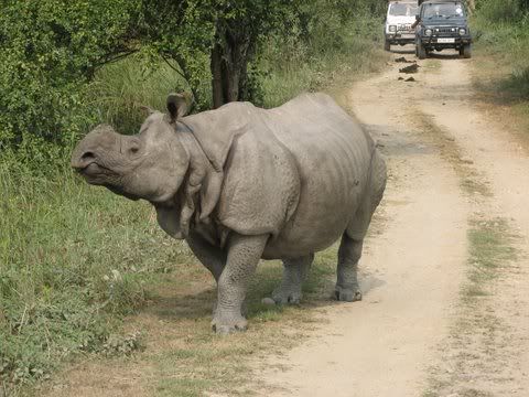 mike tyson/surpanakha rhino central range 121208 kaziranga