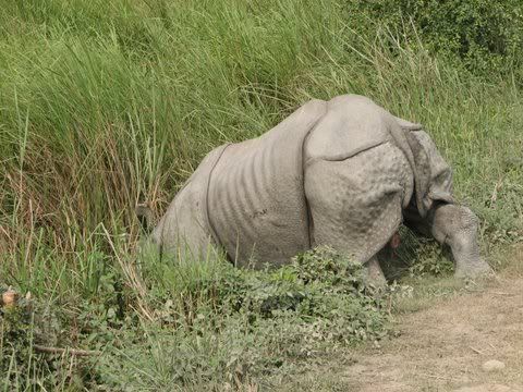 rhino going back into the grass