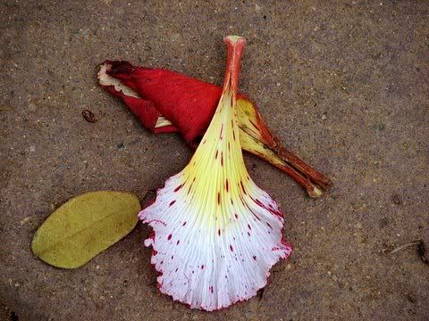 gulmohar 190708