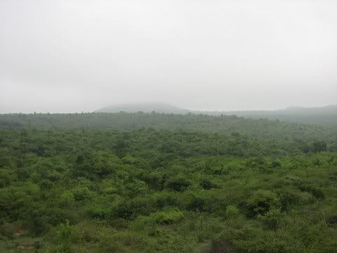 bannerghatta forest area