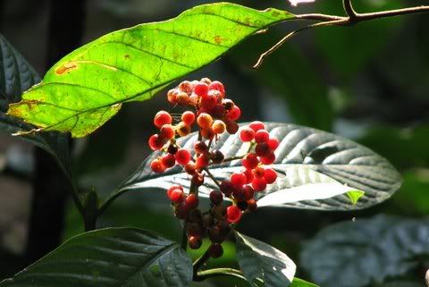 coffee berries 121208 kazi
