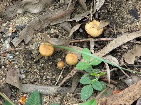 un id mushrooms
