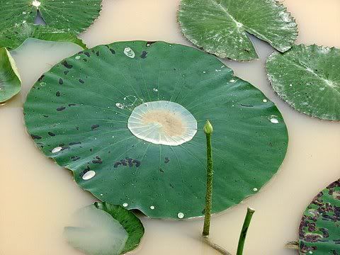 water on lotus leaf and bud