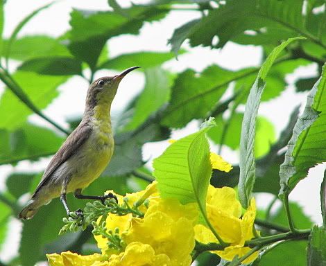 female purple-rumped sunbird gunrock enclave hy 270708