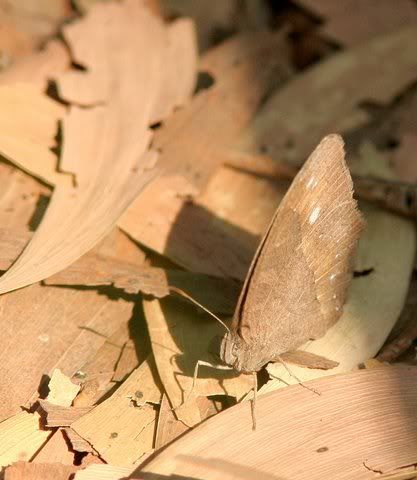 un id b'fly reddish brown on acacia leaves 140209 turahalli