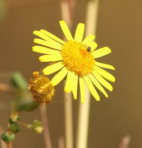 yellow wildflower with fly 140209