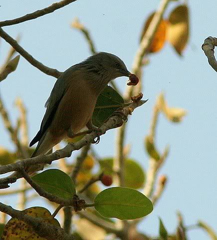 chestnut=tailed starling with fig turahalli 140209 anush sharad