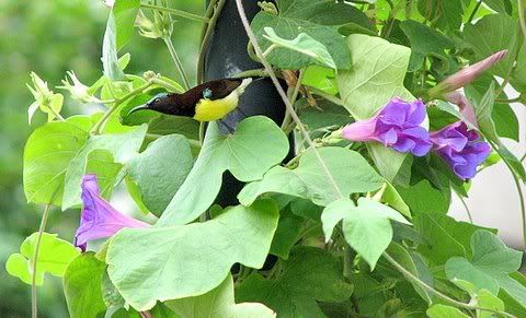 male purple-rumped sunbird stone valley hyd 280708