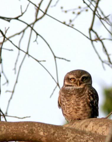 spotted owlet turahalli 140209